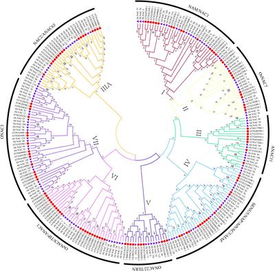 Genome-Wide Identification of NAC Transcription Factors and Their Functional Prediction of Abiotic Stress Response in Peanut